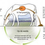 roundworm_diagram